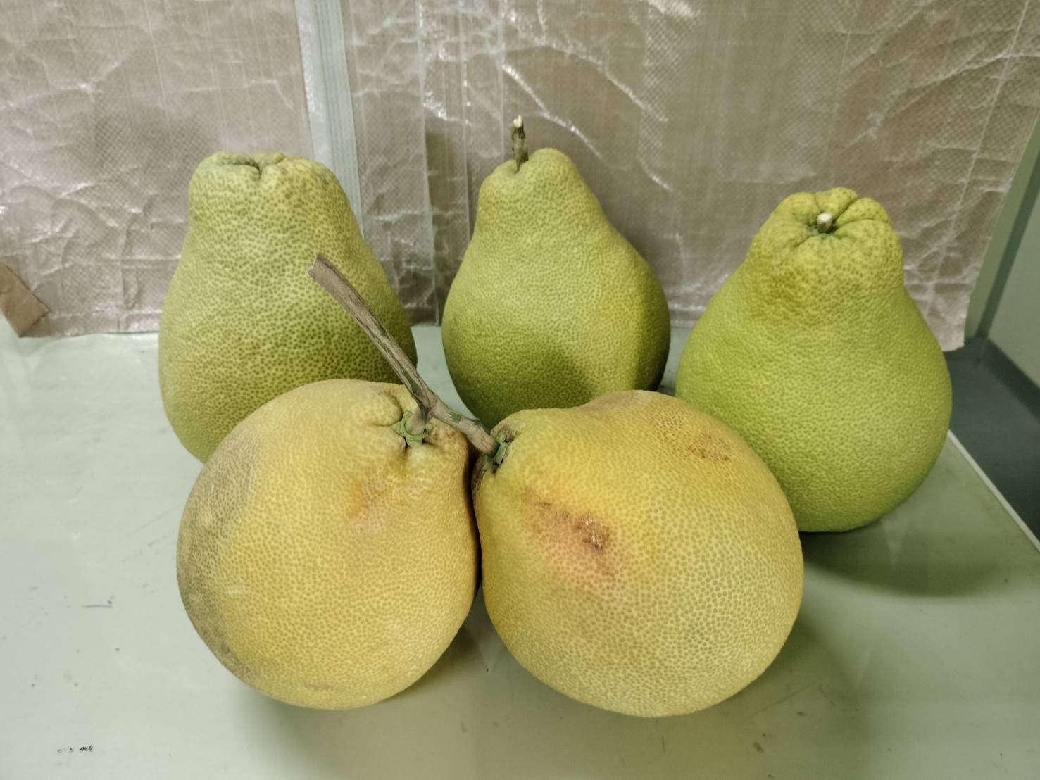 麻豆文旦
